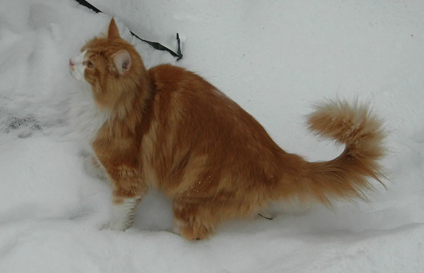 kisskiss, a cat