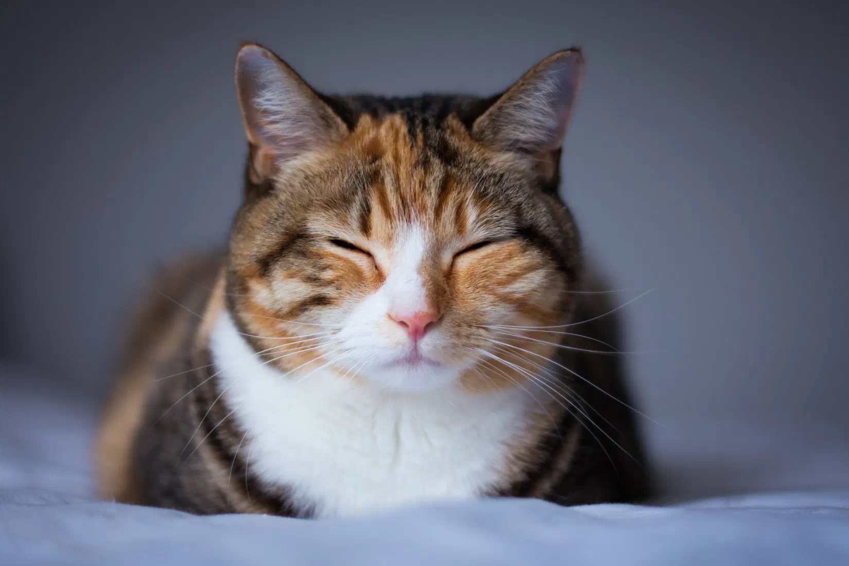 ksksksks, a cat