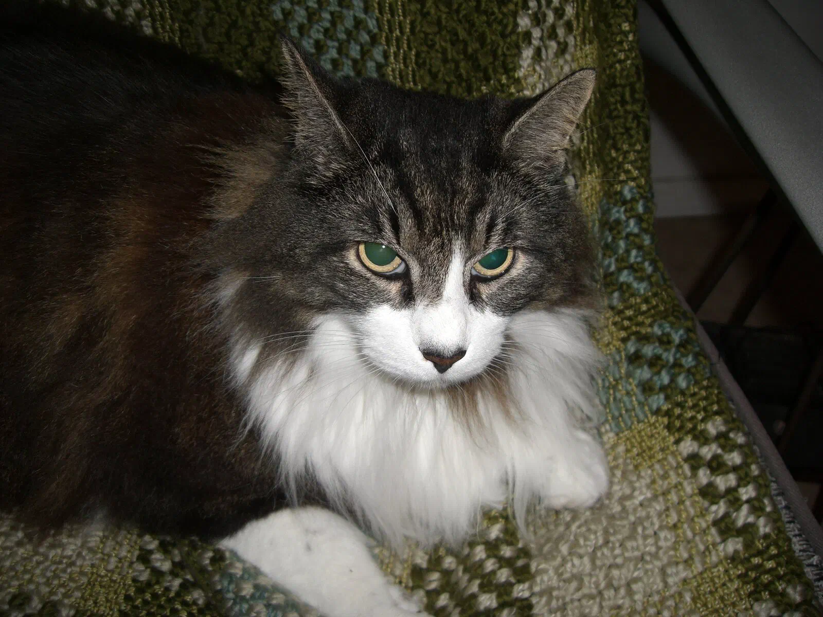 mismis, a cat