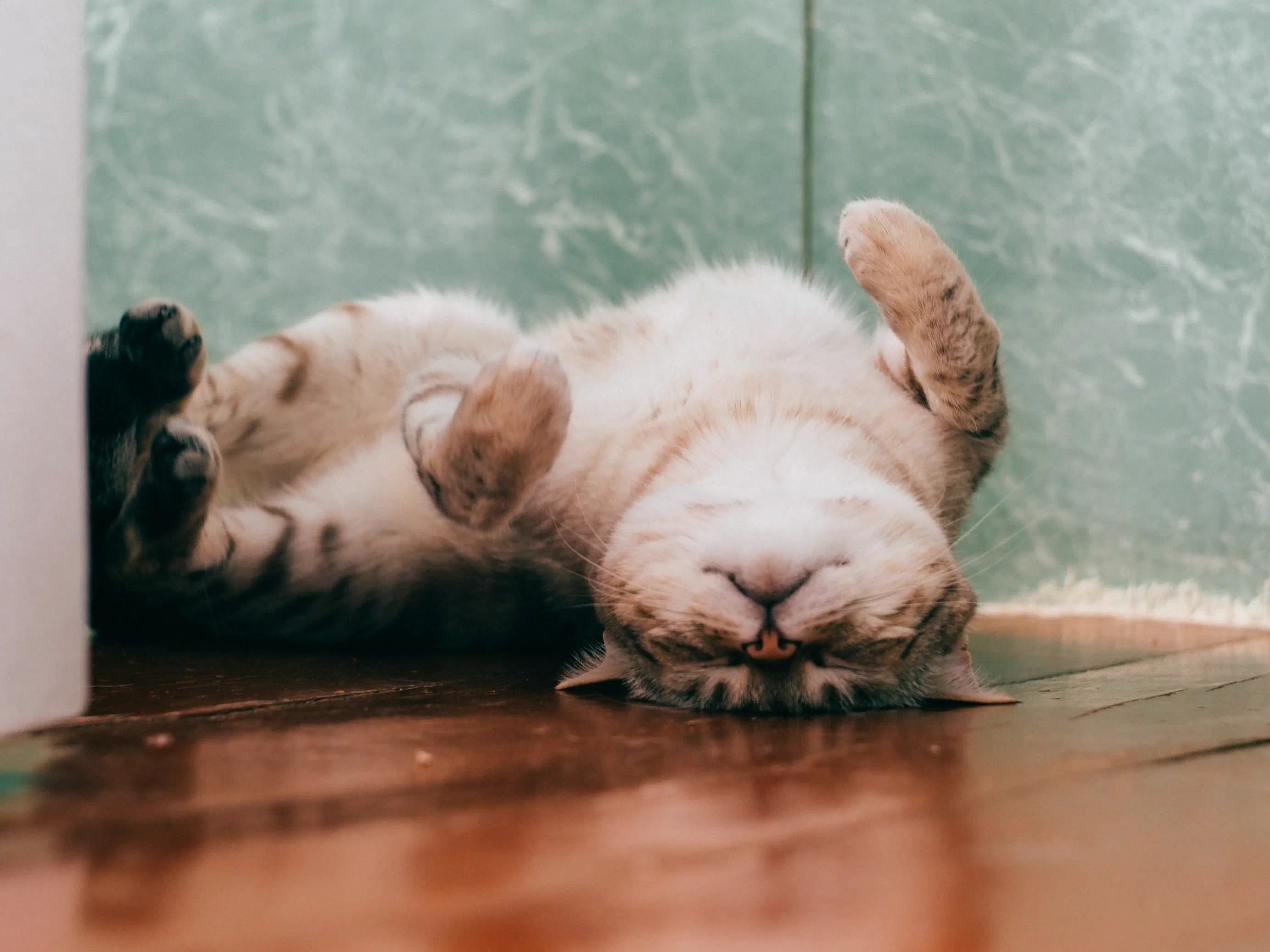 pspspsps, a cat